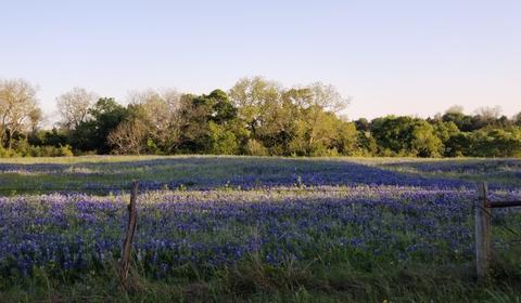 Clean Air Act Bluebonnets EPA