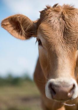 Brown cow looking directly ahead