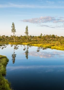 Peat Bog