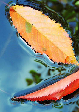 Leaves floating in a river