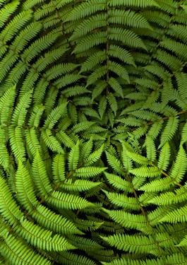 leaves in the forest