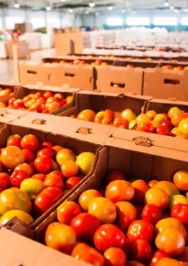 Tomato Processing Factory