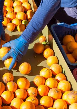 Orange Processing Factory