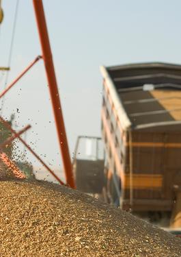 Unloading Grain From Truck