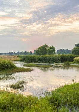 Environmental Services 