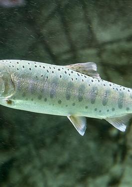 Fresh Water Fish