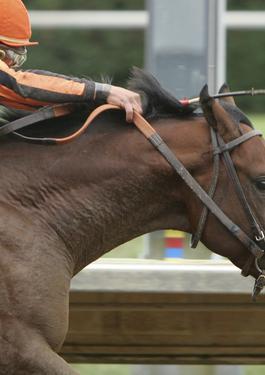 Horse Racing